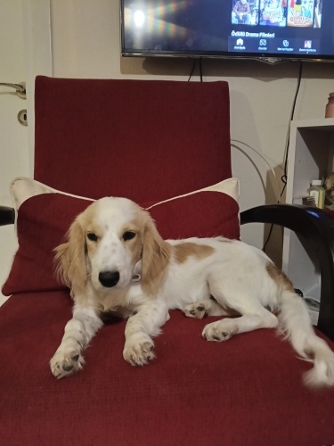 9 aylık cuker melezi erkek yuva arıyoruz fotoğraf