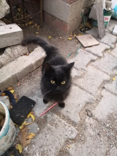 Acil York Chocolate fotoğraf