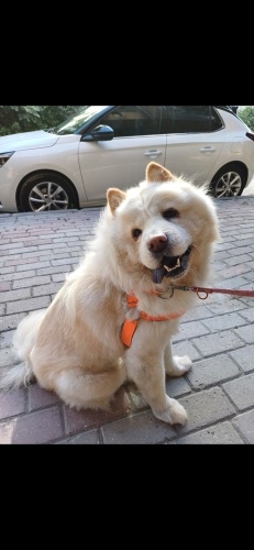 Sahibi 4.evre kanser durum acil fotoğraf