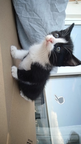 Akıllı bebeklere yuva arıyoruz fotoğraf