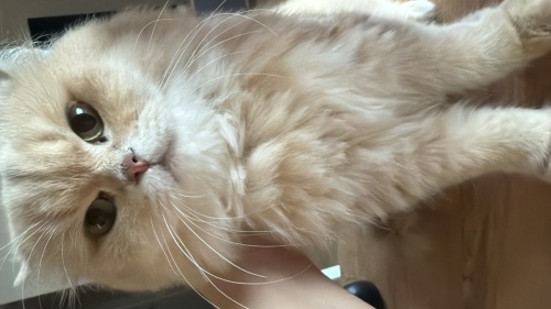 British Yavrumuz Yeni Yuvasını Arıyor (mutlaka açıklamayı okuyun) fotoğraf