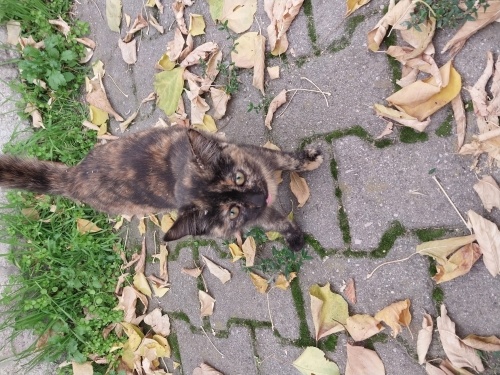 Ücretsiz sahiplendirilecej fotoğraf