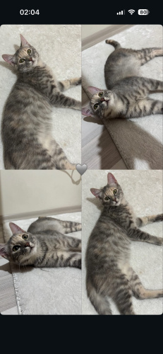 Çipli kedi sahiplendirilicek fotoğraf