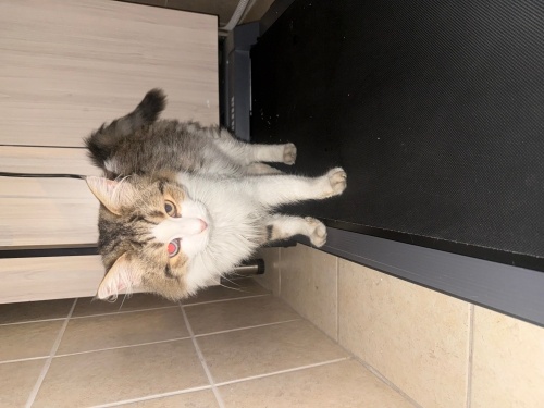 ANKARA KIRMASI TEKİR KEDİ fotoğraf