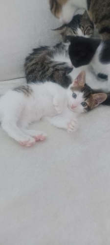 Ömürlük yuva arıyoruz fotoğraf