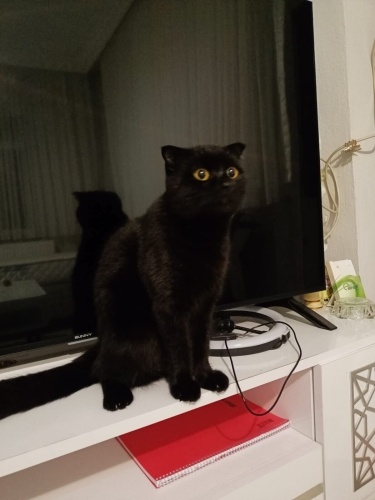 Sahibi barınağa bırakıcak barınağa gitmesin fotoğraf