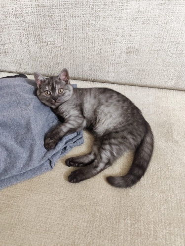 Yavru Kedimize Sıcak Yuva Arıyoruz fotoğraf