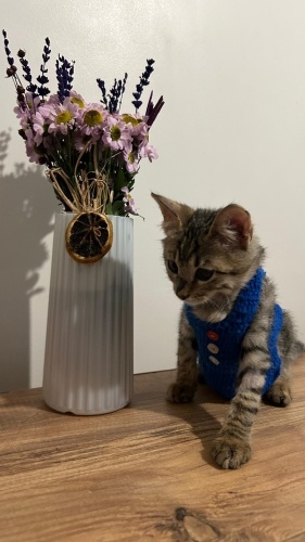 2 AYLIK YAKIŞIKLI TEKİRCAN ACİİLL ‼️ fotoğraf