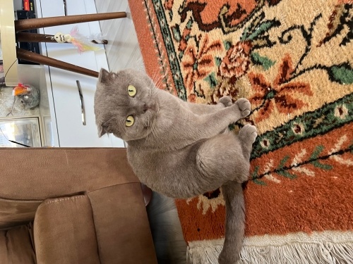 Çok sakin kendi halinde çok dokunulmayı sevmeyen tatlılar tatlısı bi kedi fotoğraf