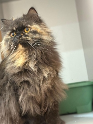 Takip ve sözleşme şartıyla ücretsiz sahiplendirilecektir fotoğraf