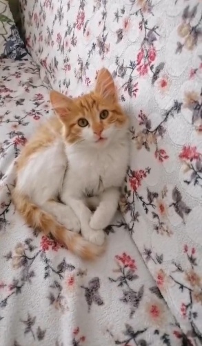 Takip ve sözleşme şartıyla ücretsiz sahiplendirilecektir fotoğraf