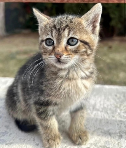 Boncuklara yuva aranıyor fotoğraf