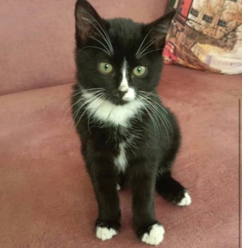 Patikli yuva arıyor fotoğraf