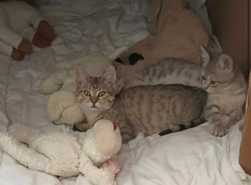 Kuzucuklara yuva fotoğraf