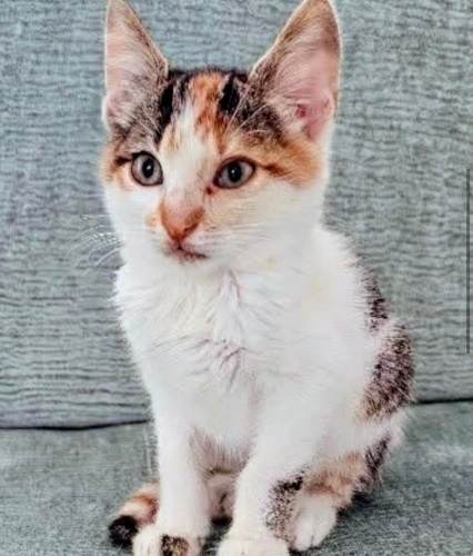 Şans yuva arıyor fotoğraf