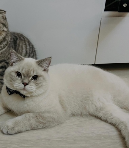 İzmir 3 yaşında British fotoğraf