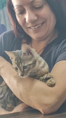 Ele, kucağa alışık, öp öp sev. Vakti gelince kısırlaştırması bizden fotoğraf