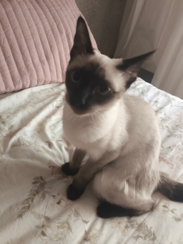 Tam bir sevgi yumağı fotoğraf