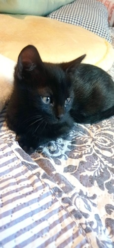 Siyah inciye az rastlanır fotoğraf