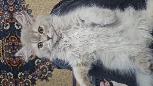 Pars icin bir yuva ariyoruz fotoğraf