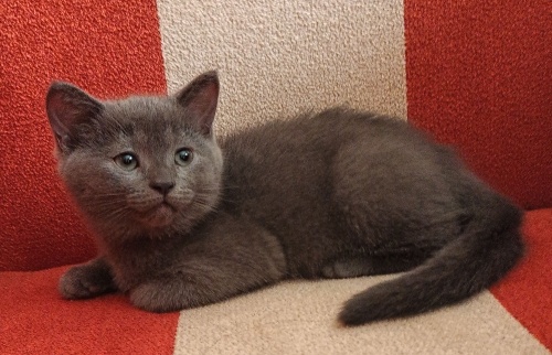 Ücretsiz sahiplendirme fotoğraf