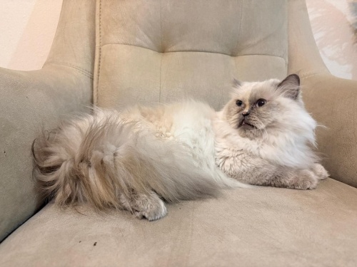 Çok sakin ve çok sevecen bir İran kedisi fotoğraf