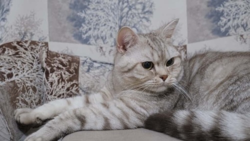 Dünya Tatlısı Yavrucağa Ömürlük Yuva Arıyorum fotoğraf