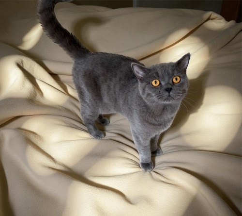 Kısır erkek 1 yaşında British kedi fotoğraf