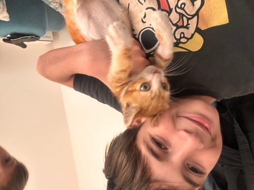 Çok tatlı tekir kedi fotoğraf