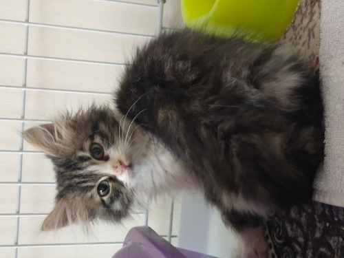 2 aylık yavrumuzu sahiplendirmek istiyoruz fotoğraf