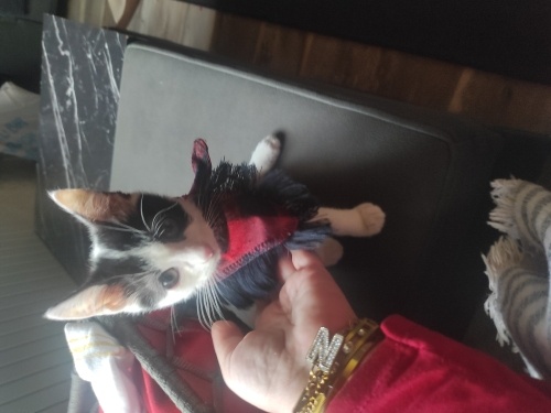 Çok akıllı çok tatlı sevgi manyaği evimin Neşe kaynaği fotoğraf