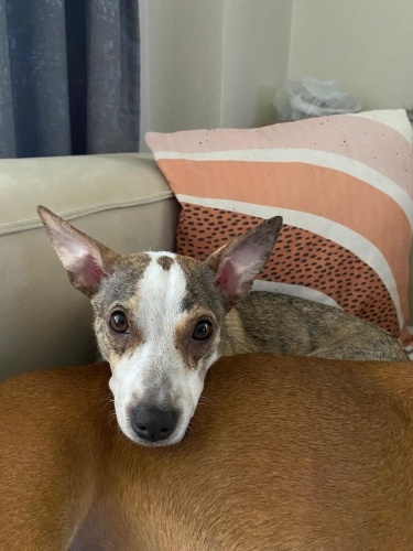 Sevgi Dolu Minik Ruh Bızdık Kalıcı Yuvasını Arıyor! fotoğraf