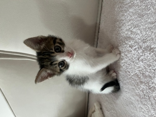 🐾 Minik Pati’ye Sıcacık Bir Yuva Arıyoruz 🐾 fotoğraf