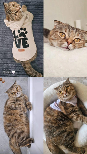 Sıcak kanlı bir kız çocuğu fotoğraf