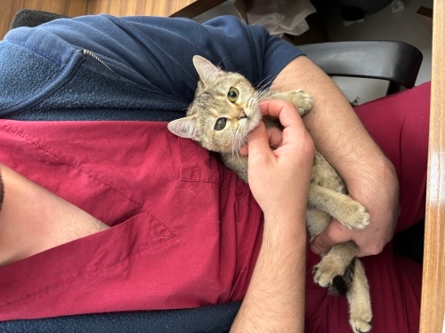 Fibli diye evden atıldı. Tedavi ediliyor. fotoğraf