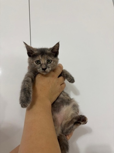 2.5 aylik karamel yeni yuvasini ariyor fotoğraf