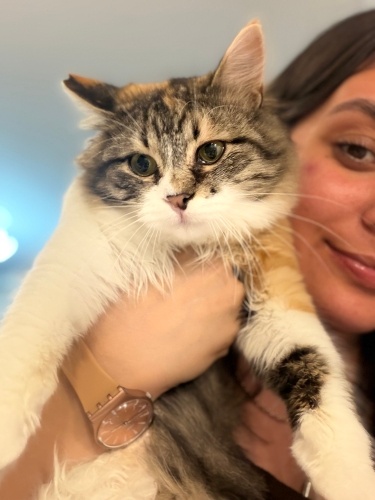 Norveç orman kedisi acil yuva fotoğraf