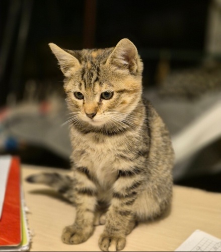 VEGA YUVA ARIYOR fotoğraf