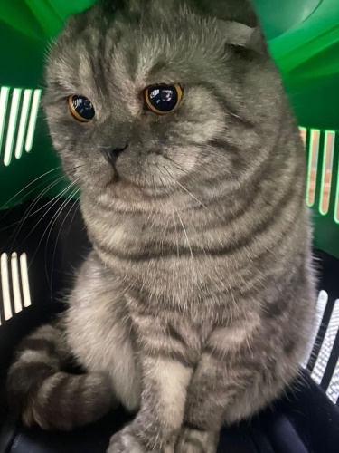 Uslu oğlan Leo sıcak yuvasını arıor fotoğraf