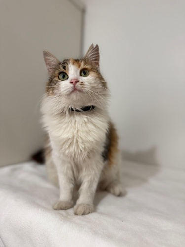 LEYLA YUVA ARIYOR fotoğraf