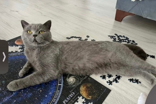 Lorbi yuva arıyor fotoğraf