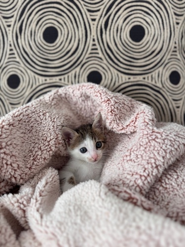 2 aylık minnoş ömürlük yuva arıyor fotoğraf