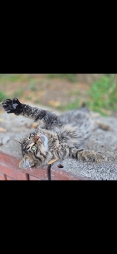 BONİ YUVA ARIYOR fotoğraf