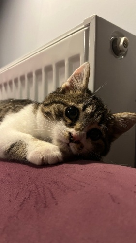 Masum Bakışlı Oyuncu Tekir :) fotoğraf