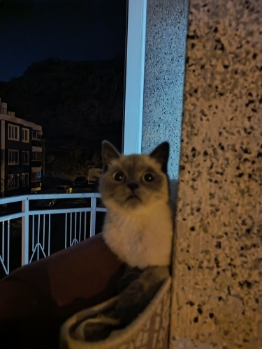 uysal ve sakinnn fotoğraf