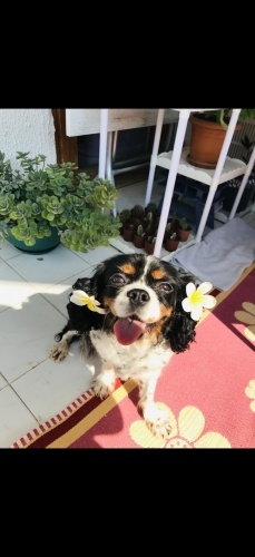 Dünyanın en masumu Hera’mızı tamamen ücretsiz sahiplendireceğiz fotoğraf