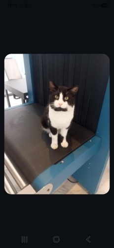 Ücretsiz sahiplenme dünya effendi sakin bir kedi fotoğraf