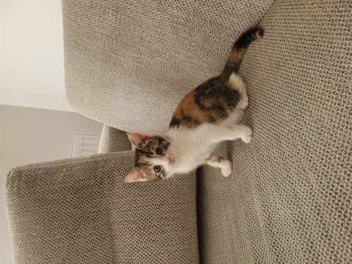 3 aylık dişi yavru kedi fotoğraf