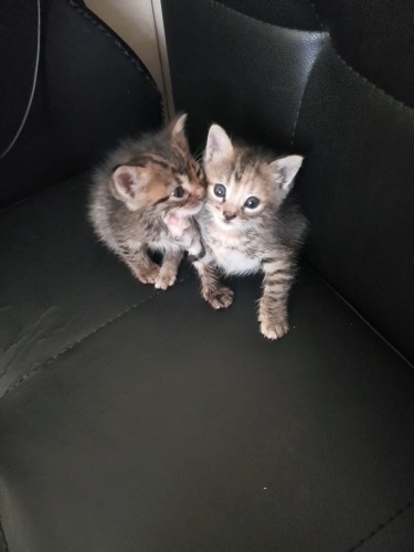 Bahtsız kardeşler Necla ve Mecnun fotoğraf