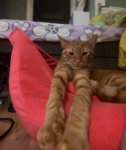 ÇOK ACİL YUVA LÜTFEN CİNS KEDİ DEĞİL DİYE GEÇMEYİN fotoğraf